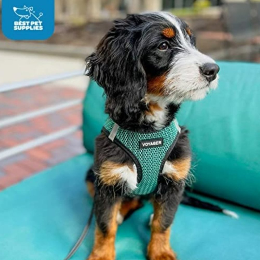 VOYAGER Turquoise Step-in Air All-Weather Mesh Dog Vest Harness